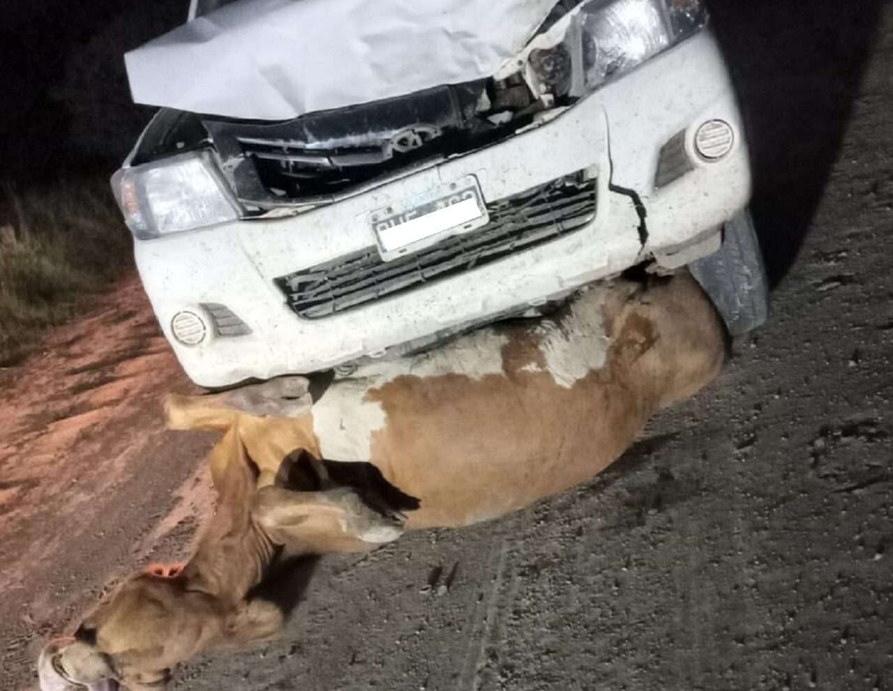 Dos accidentes fueron causados por animales sueltos al oeste de Vera